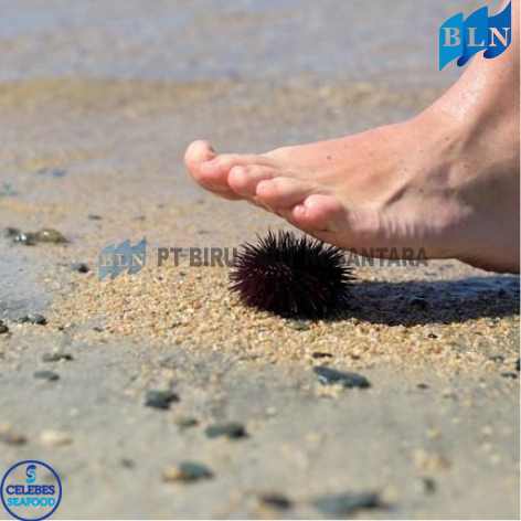 Venomous and Poisonous Sea Creatures You Should Avoid